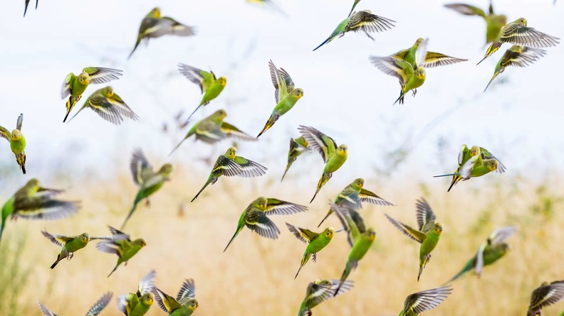 Budgerigars, Alice Springs, Australia